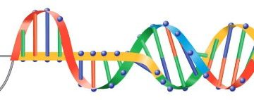 A sinusoid which becomes a DNA helix