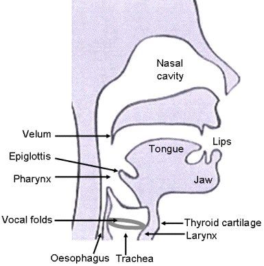 Rappresentazione schematica del tratto vocale