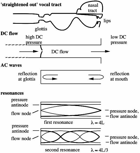 figure risonanze-voce.jpg