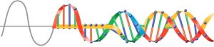 A sinusoid which becomes a DNA helix